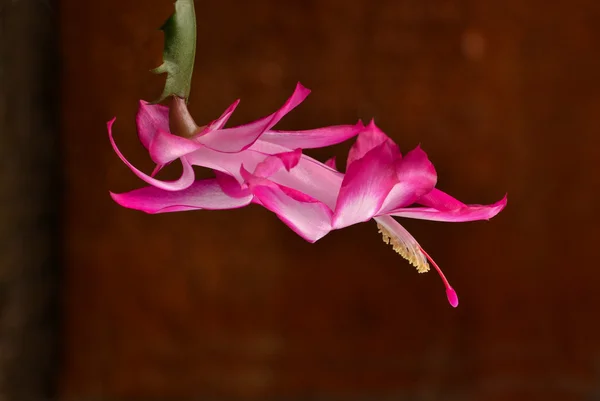 Kan blomma på brun bakgrund — Stockfoto