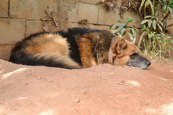 German shepherd resting — Stock Photo, Image