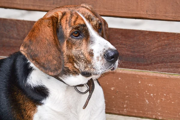 Half beagle headshot — Stock Photo, Image