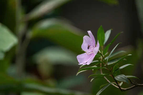 Da Manaca-serra, Tibouchina mutabilis — Φωτογραφία Αρχείου