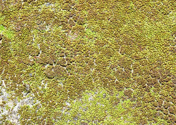 Rock and moss wall background — Stock Photo, Image