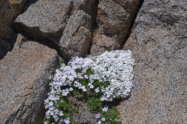 Phlox kayada Yayilim