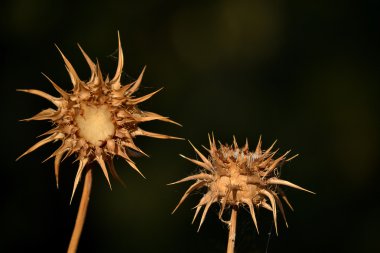 Kuru star-thistle