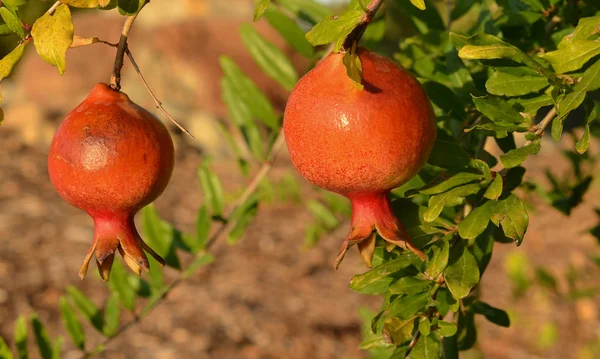 Granaatappel op boom — Stockfoto