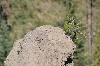 Pinnacle üzerine asılı çam ağacı