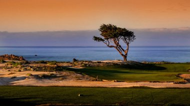 Kaliforniya, ABD 'deki 17 millik golf sahasında yalnız bir Monterey Cypress.