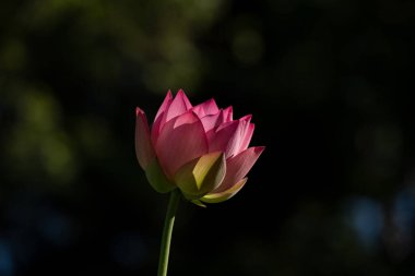 Güzel Lotus çiçeği, Nelumbo nucifera, gölette, etrafı sarılmış