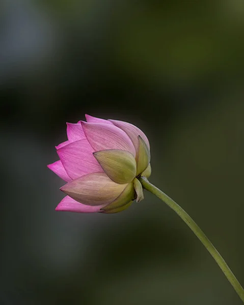 Vackra Lotus Blomma Nelumbo Nucifera Damm Omgiven — Stockfoto