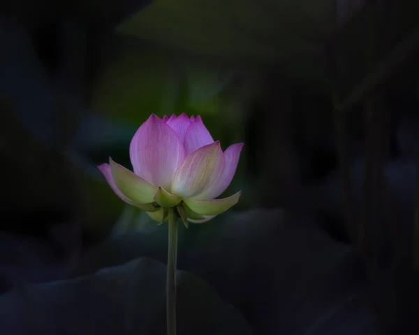 Vackra Lotus Blomma Nelumbo Nucifera Damm Omgiven — Stockfoto
