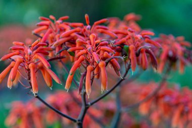 Melez aloe, kırmızı çiçekler, seçici odak, yeşil arka planda, yakın planda, yandan bakıldığında