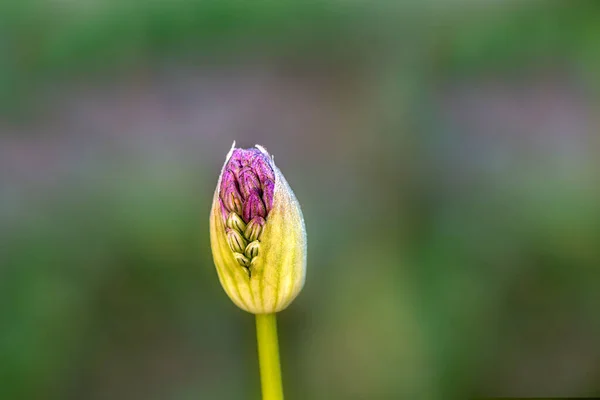 Gwiazda Persji Allium Christophii Jeden Kwiat Wyśrodkowany Purpurowy Kwiat Przeciwko — Zdjęcie stockowe