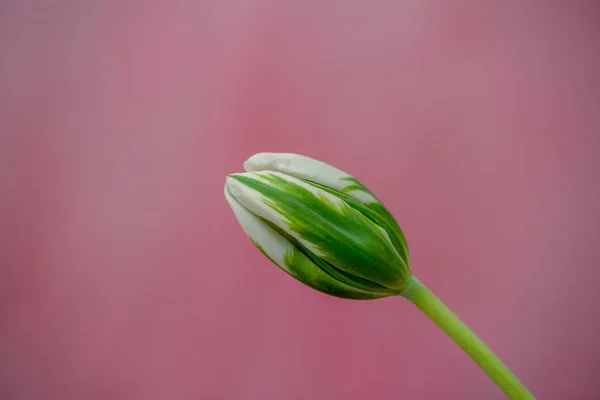Biała Zielona Żarówka Tulipanowa Różowym Tle Dużą Ilością Miejsca Kopiowania — Zdjęcie stockowe