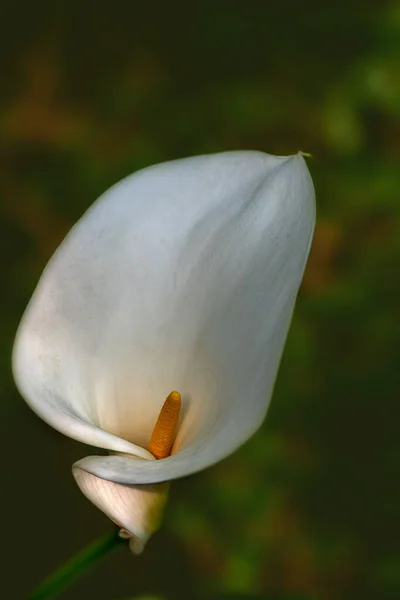 Selektywna Ostrość Widok Bliska Białej Calla Lilly Żółtym Spadix Naturze — Zdjęcie stockowe