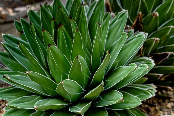 Agave Victoriae Egész Növény Oldalról Szemlélve Buja Zöld Természet Dísznövény — Stock Fotó