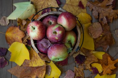 Bir kovada elma kovası, dökülen yapraklarla kaplı ahşap yüzey, elma hasadı konsepti, en üstten vived