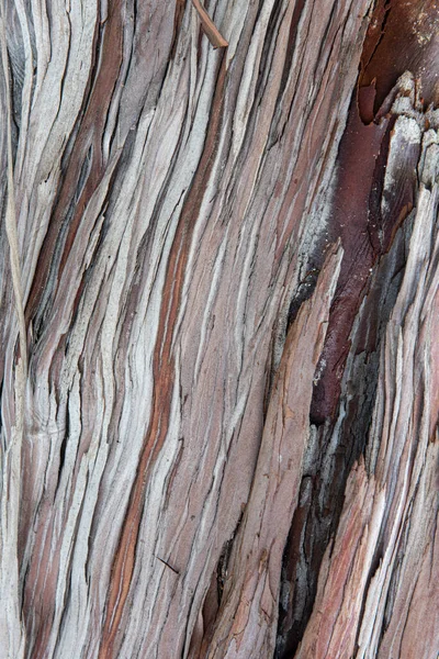 Φλοιός Ενός Santa Cruz Island Ironwood Lyonothamnus Floribundus Ssp Ένα — Φωτογραφία Αρχείου