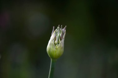 İran Yıldızı, Allium christophii, bir çiçek, merkezli, mor çiçek, güzel yeşil bokeh, çiçek tomurcuğu 