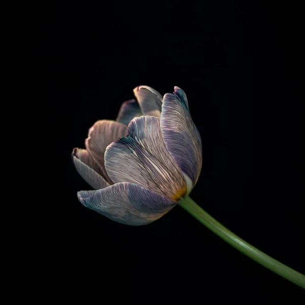 黒を背景にチューリップの花を開き 春の始まりを象徴する一つの花 — ストック写真