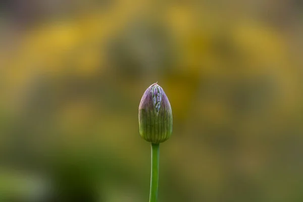 Gwiazda Persji Allium Christophii Jeden Kwiat Wyśrodkowany Purpurowy Kwiat Przeciwko — Zdjęcie stockowe