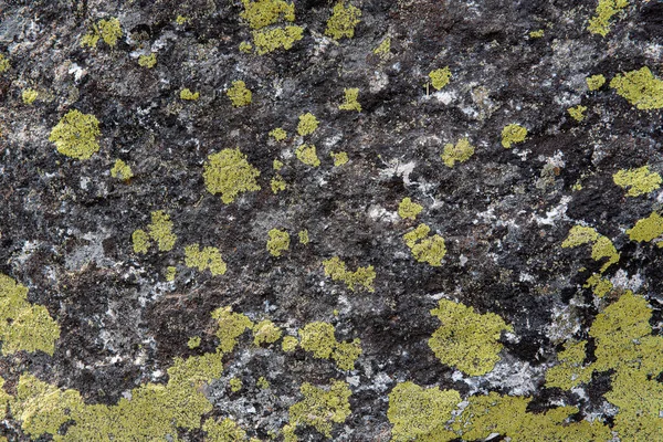 Roche Recouverte Mousse Motif Lichen Dans Les Couleurs Vert Noir — Photo