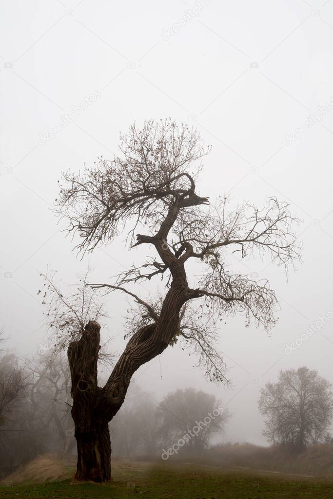 UC Davis riparian preserve has a tree that looks like a dragon on a foggy morning . 