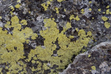 Yeşil ve siyah yosun ve yosun kaplı kaya deseni - doku veya arkaplan