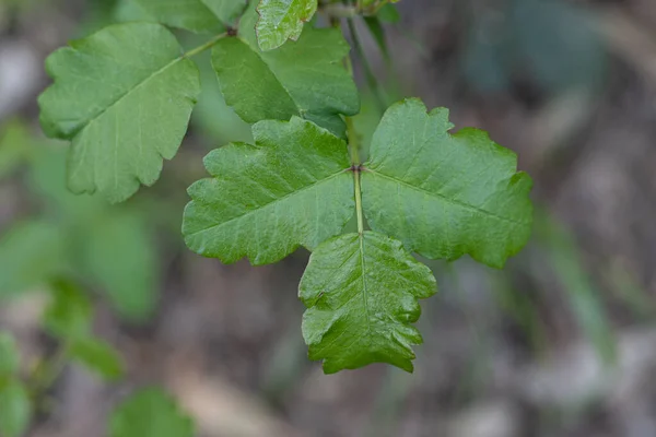 Pasifik Zehirli Meşesi Nin Taze Yeşil Yaprakları Toxicodendron Diversilobum Kaliforniya — Stok fotoğraf