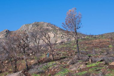 View of a path at the Stebbins Cold Canyon preserve, California, USA, passing through an area that was burnt by fires, featuring burnt, dead trees and regenerating shrubs and grass