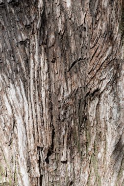 The bark of Taxodium mucronatum, the Montezuma cypress, background or backdrop, botanical theme