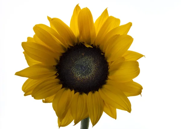 Sunflower Head White Background Yellow Flower Brown Center Isolated — Zdjęcie stockowe