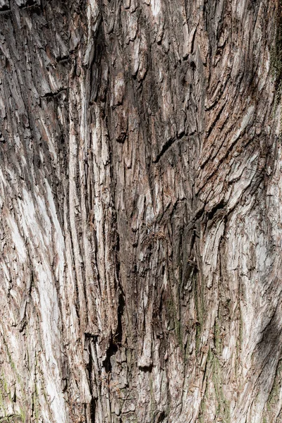 Bark Taxodium Mucronatum Montezuma Cypress Background Backdrop Botanical Theme — Stock fotografie