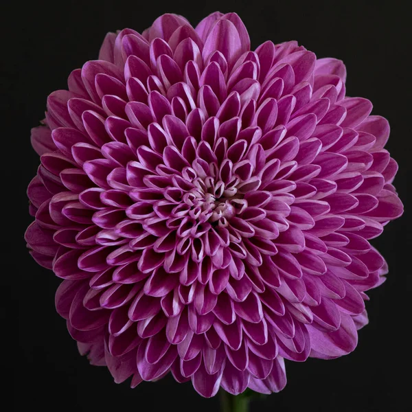 Abstract Close Macro Radial Symmetry Dalia Flower Black Background — Stock fotografie