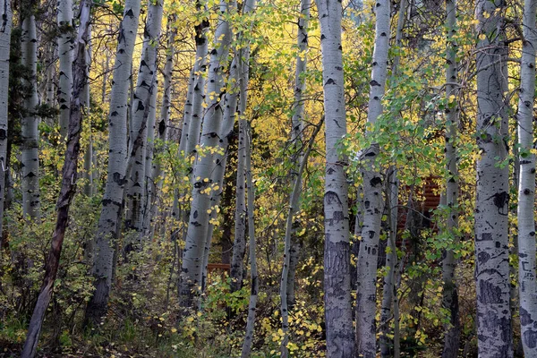 Cluster of aspen trees in the fall with a hint of a wooden bridge and a cabin, resort or inhabitation concept