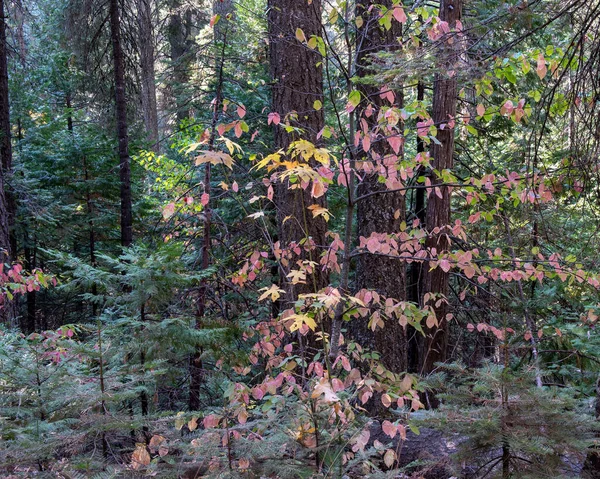 Fall Colors South Grove Trail Calaveras Big Trees State Park — Φωτογραφία Αρχείου