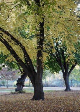 Sacramento, California 'daki South Side Park' ta, sonbaharda, bir ağaçta ve yerde sarı yapraklar ve arka planda da bir gölet var.