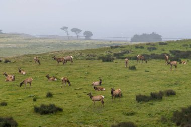 Tule Geyiği, Cervus kanadensis nannodları, uzaktan, Point Reyes National Seashore, Kaliforniya, ABD 'de ot yiyorlar.