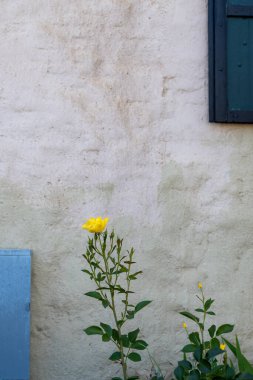 Büyük bir fotokopi duvarı mavi çerçeveli pencere, kapı ve gül sarısı çalılık, Avrupa tarzı tuğla ve çimento ev.