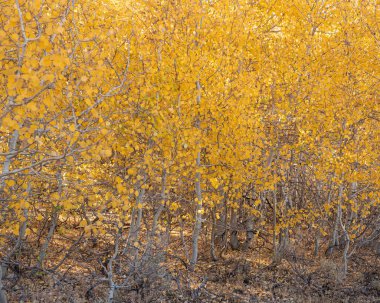 Kaliforniya 'nın Umut Vadisi, Sierra Nevada, ABD' deki Sonbaharda Aspen ağacı kümesi çoğunlukla sarı yaprakları yer değiştirir.