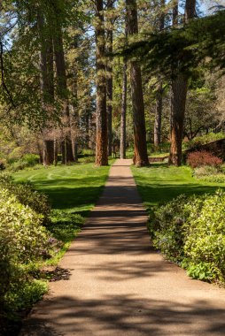 Empire Mine State Park, Grass Valley, California, ABD 'de ilkbaharda