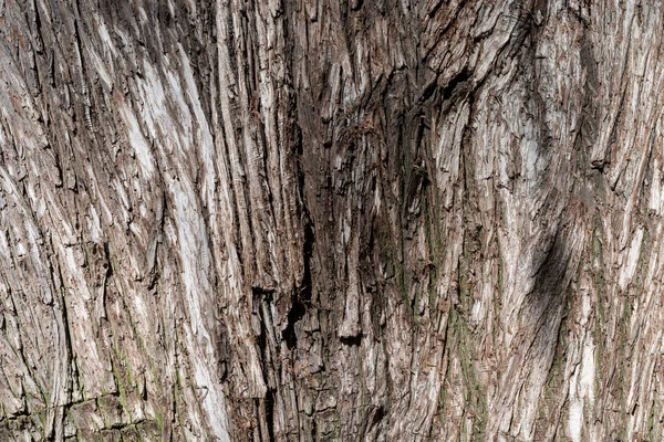 Die Rinde Des Baumes Von Taxodium Mucronatum Der Montezuma Zypresse — Stockfoto