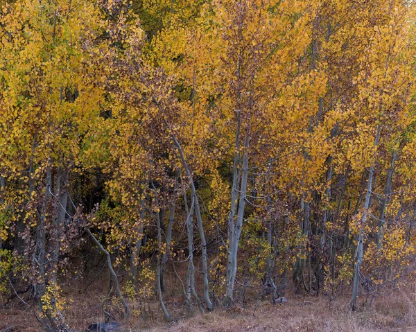 Cluster of Aspen trees in the Fall in the Hope Valley of California, Sierra Nevada, USA, displaing mostly yellow leaves