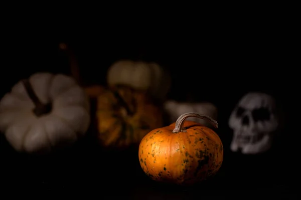 Bodegón Abstracto Mostrando Composición Halloween Con Calabazas Calabaza Cráneo Contra — Foto de Stock