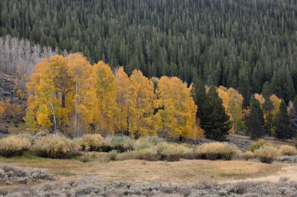 Cluster Alberi Aspen Autunno Accanto Conifere Giallo Verde Nella Sierra — Foto Stock