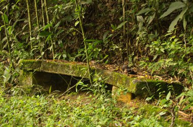 Bir Bank üzerinde alarak bitki örtüsü