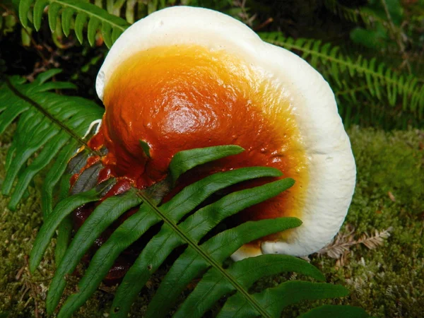 Mushroom and fern leaf — Stock Photo, Image