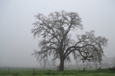 Oak tree in the winter clipart