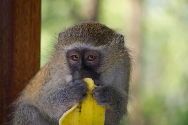 Muz yemek vervet maymun