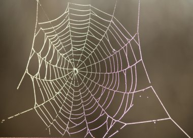 Sabah çiğ tanesinde örümcek ağı
