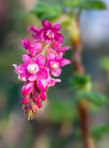 Flor de Grosella Chaparral, Ribes malvaceum — Foto de Stock