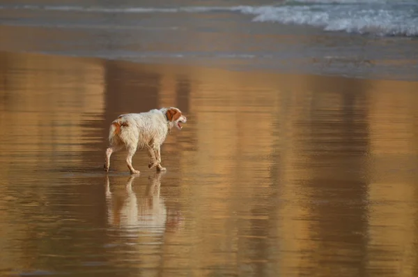 Atlantic ocean, sea, dog, animal, animals, coast, swimming, water, nature, Eroupe, Portugal